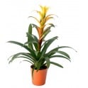 Guzmania orange en pot caramica orange - Plante spéciale Halloween