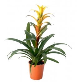 Guzmania naranja en maceta de caramica naranja - Planta especial Halloween