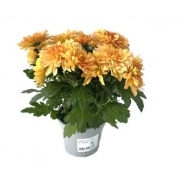 Chrysanthème Hollandais