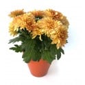 Chrysanthème hollandais orange dans un pot glacé orange - Plante spéciale Halloween