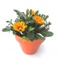 Gazania laranja em vaso esmaltado laranja - planta especial de Halloween