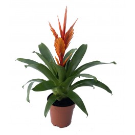 Vriesea Christiane (pot 13 cm ø)