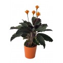 Calathea crocata im orangefarbenen Keramiktopf – besondere Halloween-Pflanze