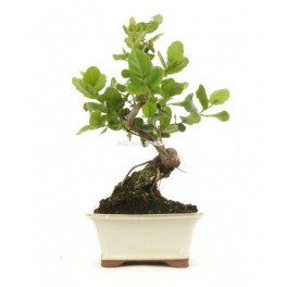 Bonsai Olivera (Olea)