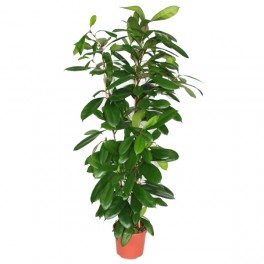 Ficus Robusta