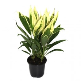 Cordyline New Conga (vaso 19 cm ø)