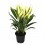 Dracena Fragans