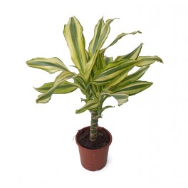 Dracena Fragans