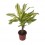 Dracena Fragans