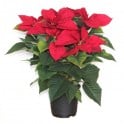 Poinsettia  rouge traditionnel (pot 13 cm ø)