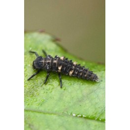 Hippodamia larvas - Larvas vivas para eliminar el plugón de adelfa y rosal