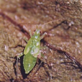 Larvas de Macrolophus - Larvas vivas para eliminar o mosca branca