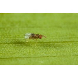 Trichobuxus - difusores de insectos vivos para eliminar la polilla del bojj