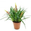 Vriesea Shannon (pot 12 cm ø).