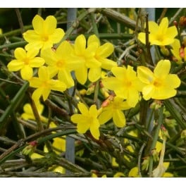 Jasmí Grandiflorum (test 19 cm ø)