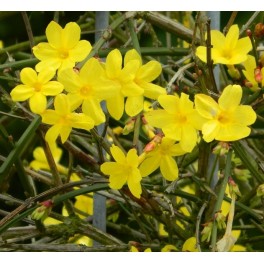 Jasmí Grandiflorum (test 19 cm ø)