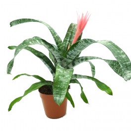 Billbergia o aechmea fasciata (maceta 15 cm ø)