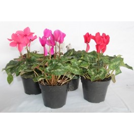 Cyclamen ou cyclamen