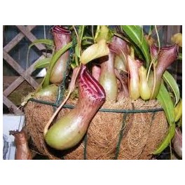 Fleischfressende Nepenthes (Topf 13 cm ø)