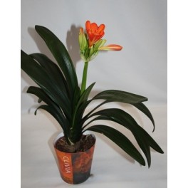 Clivia (Topf 13 cm ø)