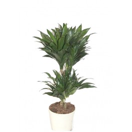 Dracena Compacta