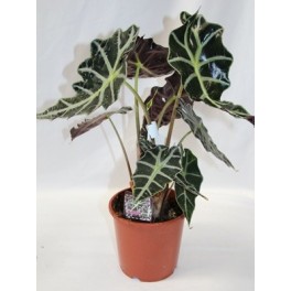 Alocasia d'Amazonie (pot 13 cm ø)