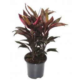 Cordyline Tango (vaso 19 cm ø)