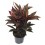 Cordyline Tango (vaso 19 cm ø)