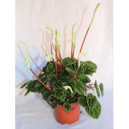 Peperomia caperata (pot 13 cm Ø)