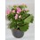 Kalanchoe (Topf 10,5 cm ø)