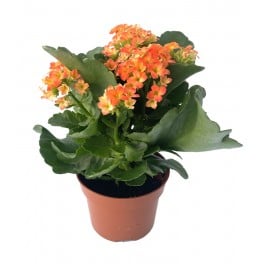 Kalanchoe (Topf 10,5 cm ø)