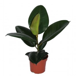 Ficus Robusta