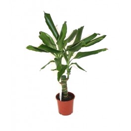 Dracena Steudneri