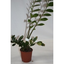 Zamioculcas