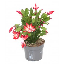 Schlumbergera ou cacto de Natal (vaso de 13 cm de diâmetro)