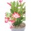 Schlumbergera ou cacto de Natal (vaso de 13 cm de diâmetro)