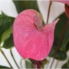 Anthurium