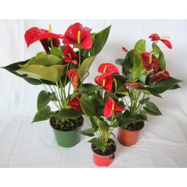 Anthurium