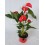 Anthurium