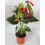 Anthurium