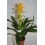 Guzmania (pot 13 cm ø)