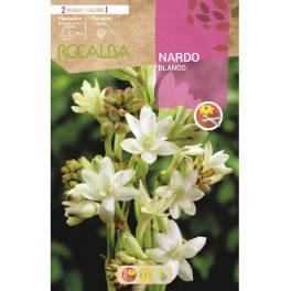 Bulk tuberose bulb Rocalba