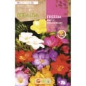 Bulbe de freesia