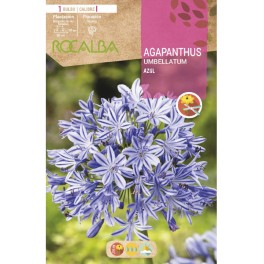 Bulb d'Agapanthus a granel Rocalba