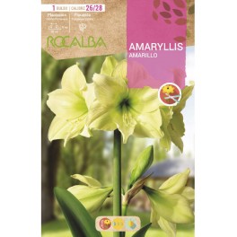 Bulbe d'Amaryllis (choisissez la couleur).