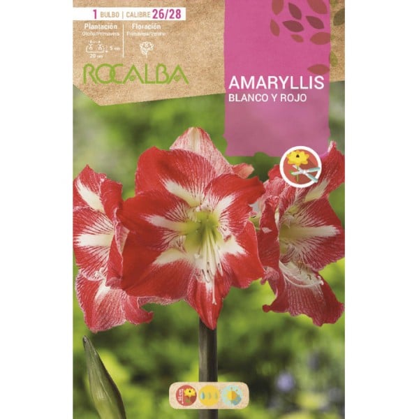 Compre amarílis em bulbo a partir de € 5,95 em Germigarden