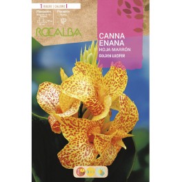 Bulb de canna nana groga Rocalba (unitat)