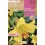 Bulb de lilium Jumbo blanc (bossa 2 unitats)