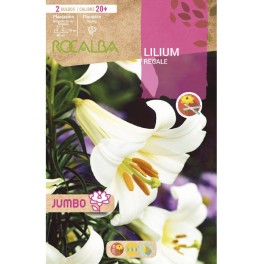 Bulbo lirio Jumbo branco (bolsa 2 unidade)