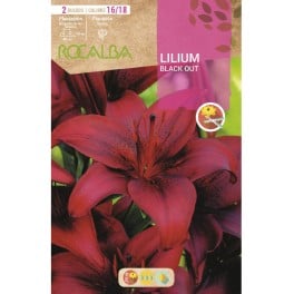 Bulbe de lilium (choisissez les couleurs)